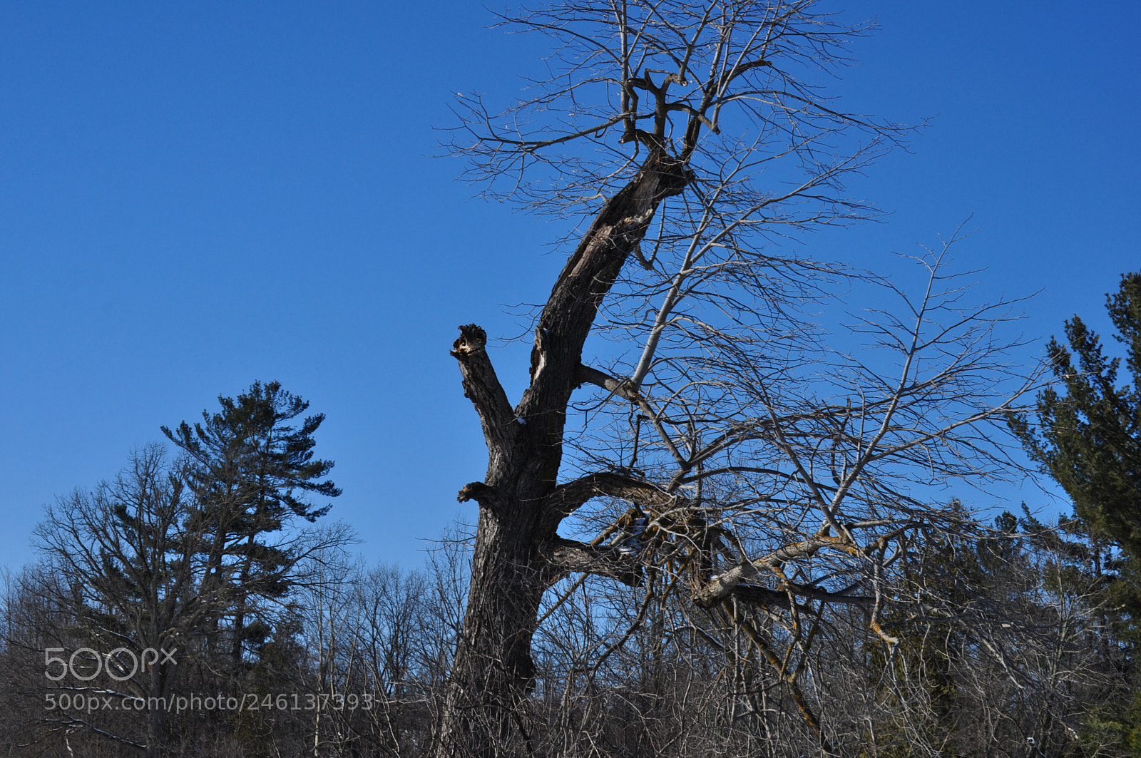 Nikon D5000 sample photo. Lifeless photography