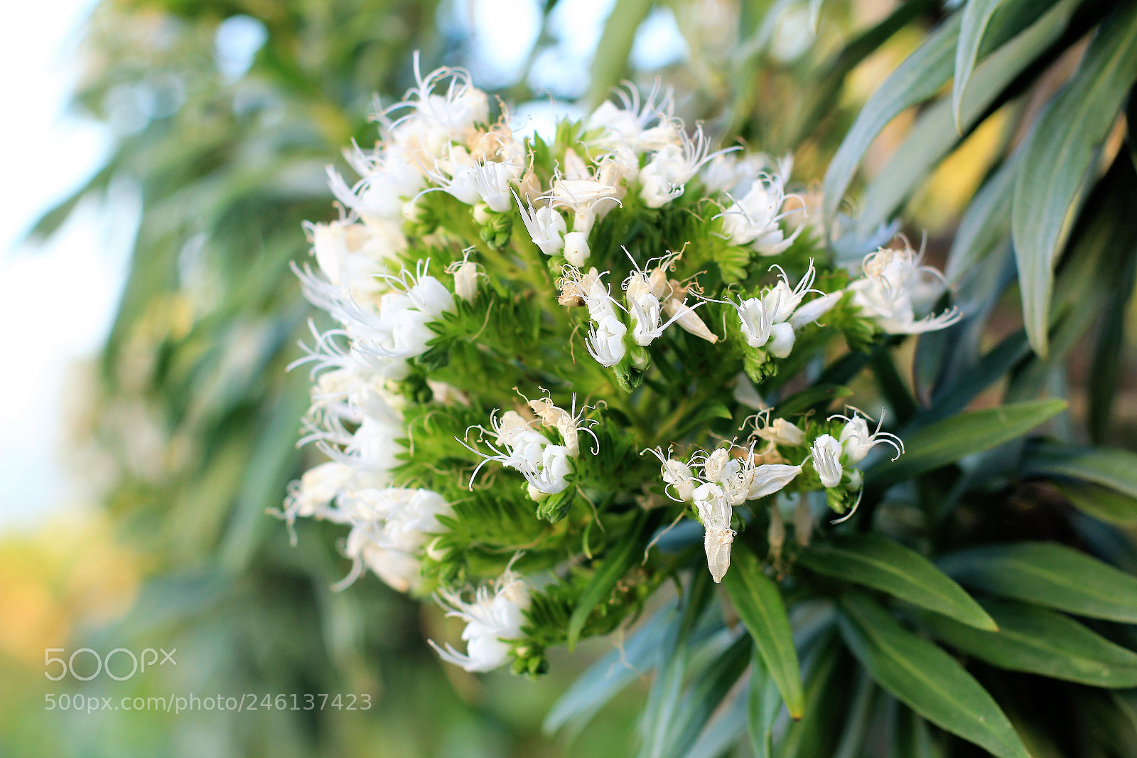 Canon EOS 600D (Rebel EOS T3i / EOS Kiss X5) sample photo. Img flores photography