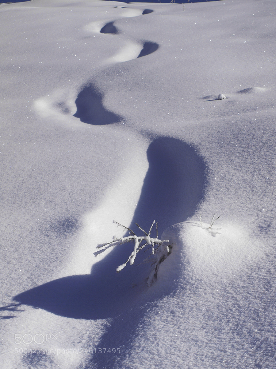 Olympus E-620 (EVOLT E-620) sample photo. Tracce sulla neve photography