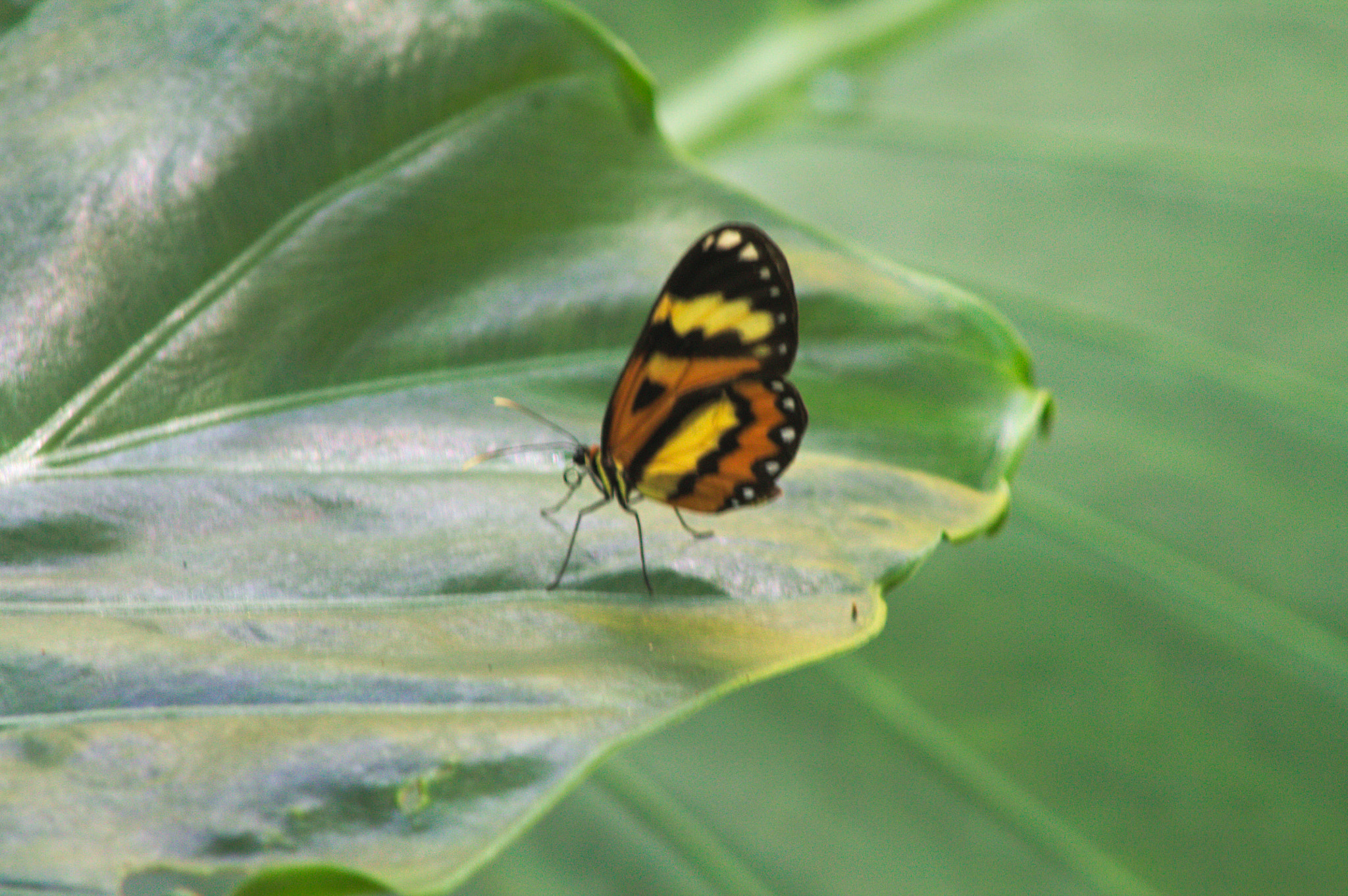 Canon EOS 1100D (EOS Rebel T3 / EOS Kiss X50) + EF75-300mm f/4-5.6 sample photo. "united wings" photography