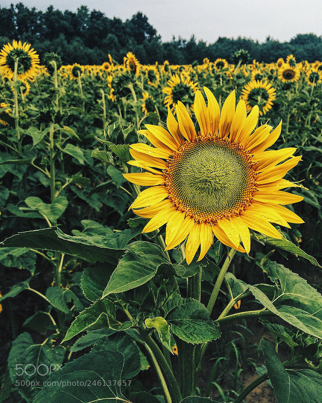 Apple iPhone 5s sample photo. Flowers of the sun photography