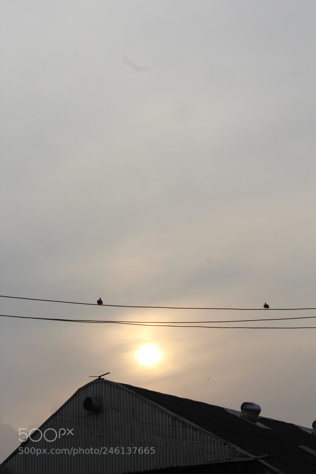 Canon EF-S 18-55mm F3.5-5.6 III sample photo. Doves @ sunset photography