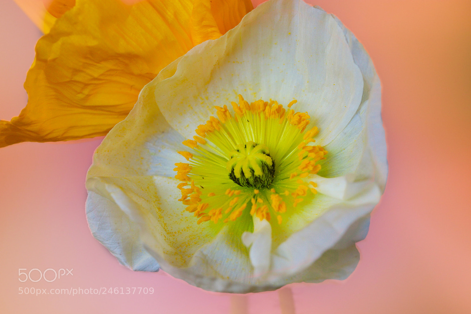 Canon EOS 77D (EOS 9000D / EOS 770D) sample photo. Icelandic poppies photography