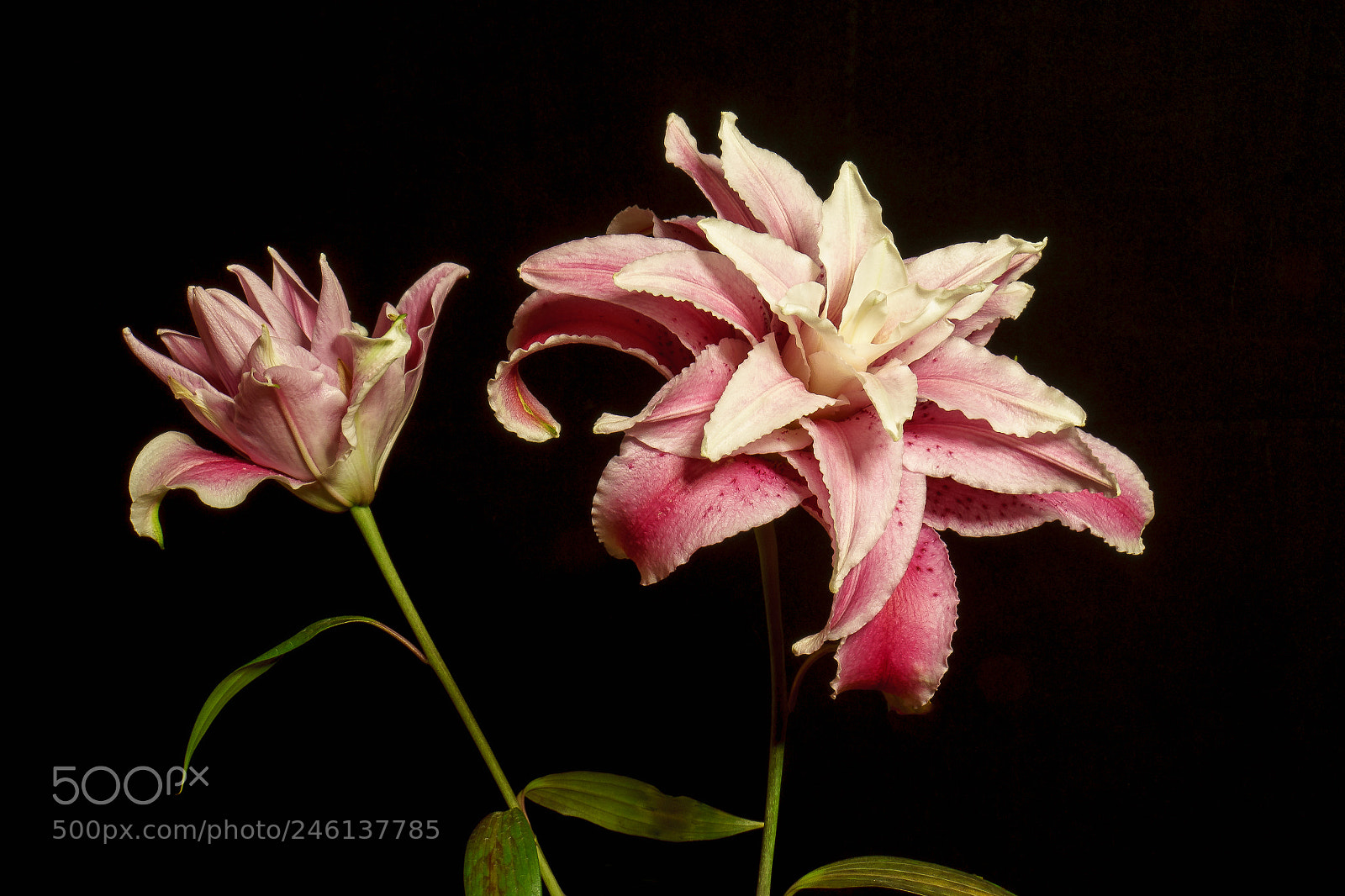 Sony a7R sample photo. Rose lilies photography