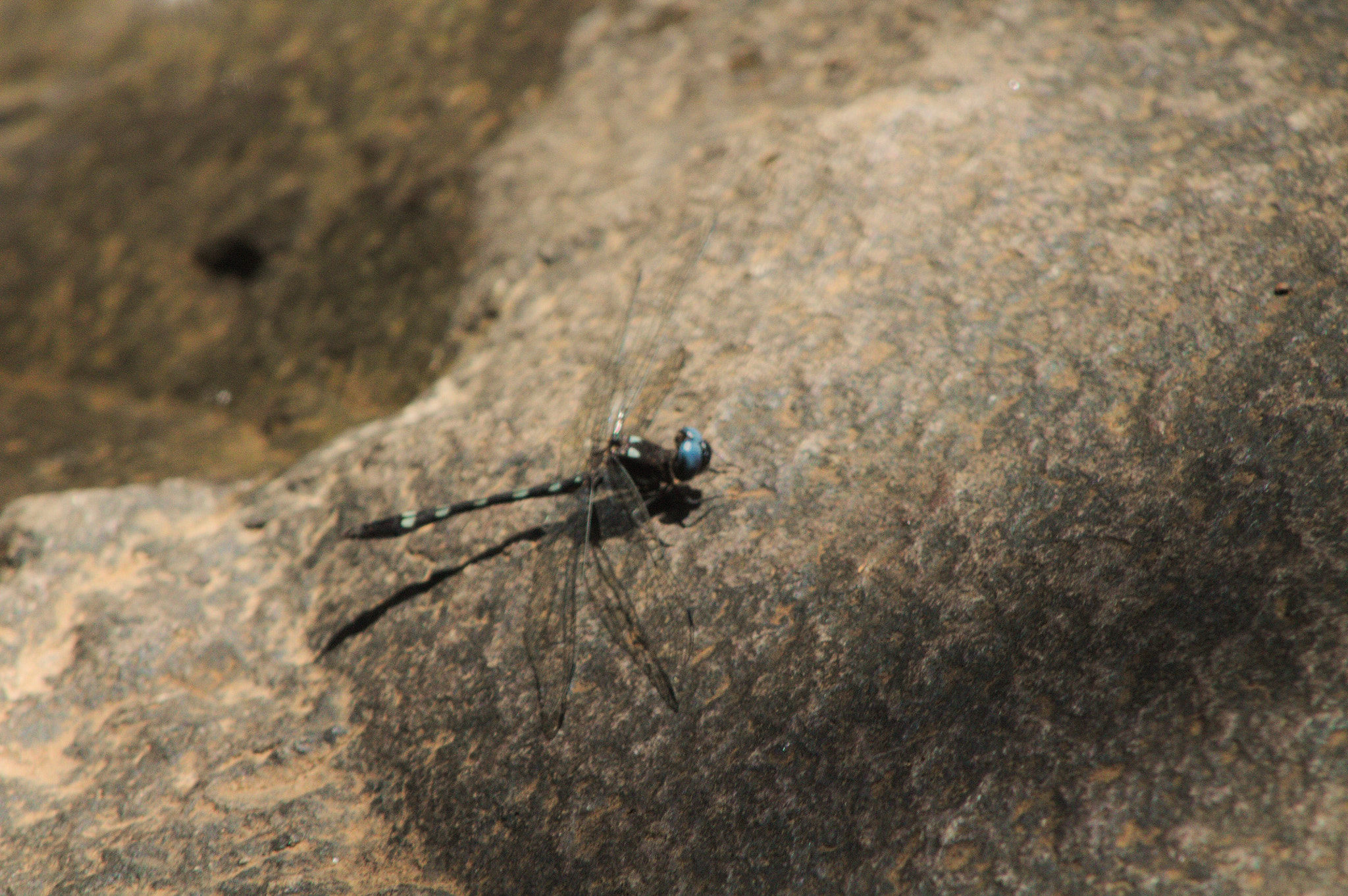 Canon EOS 1100D (EOS Rebel T3 / EOS Kiss X50) + EF75-300mm f/4-5.6 sample photo. "dragon-fly" photography