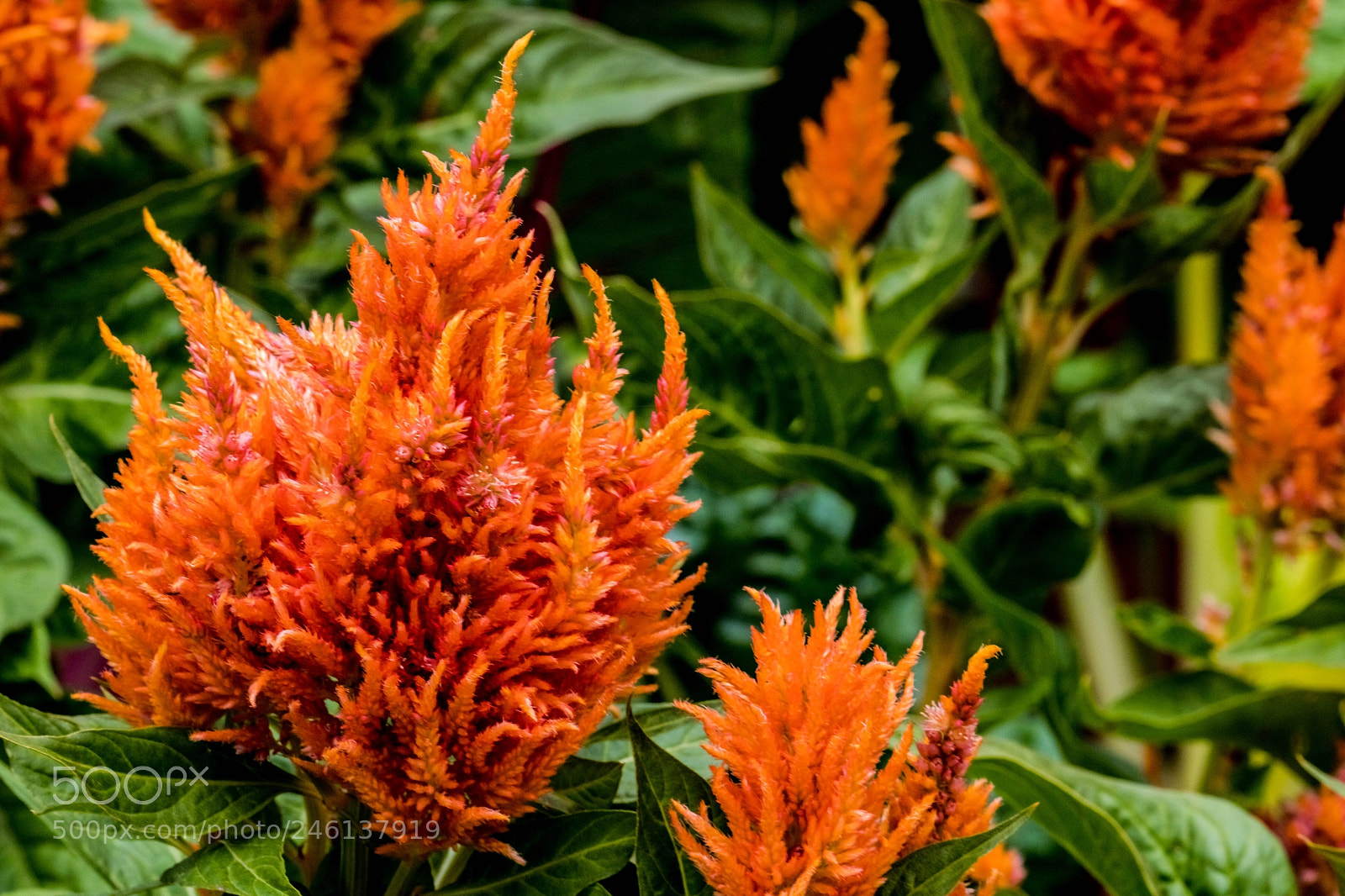Canon EOS M5 sample photo. Crowned with orange photography