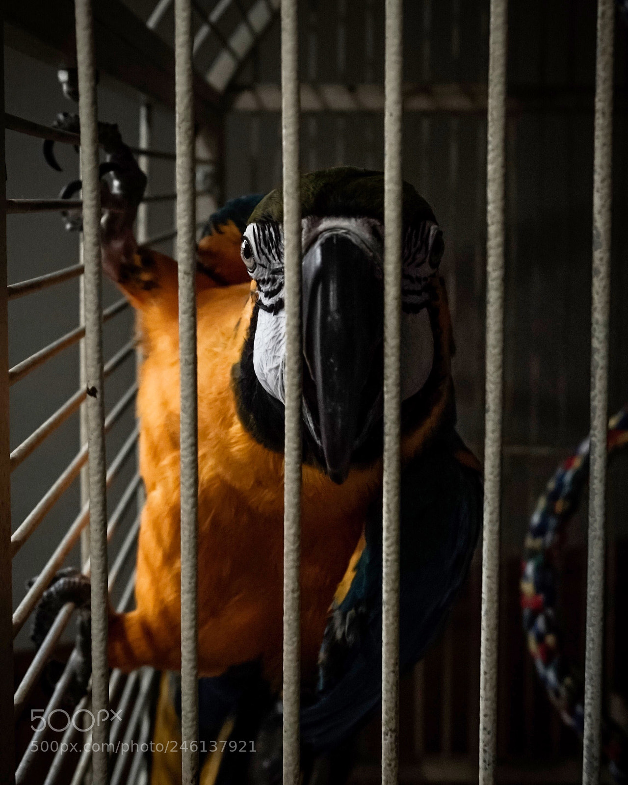 Sony a6300 sample photo. Met house pet at photography