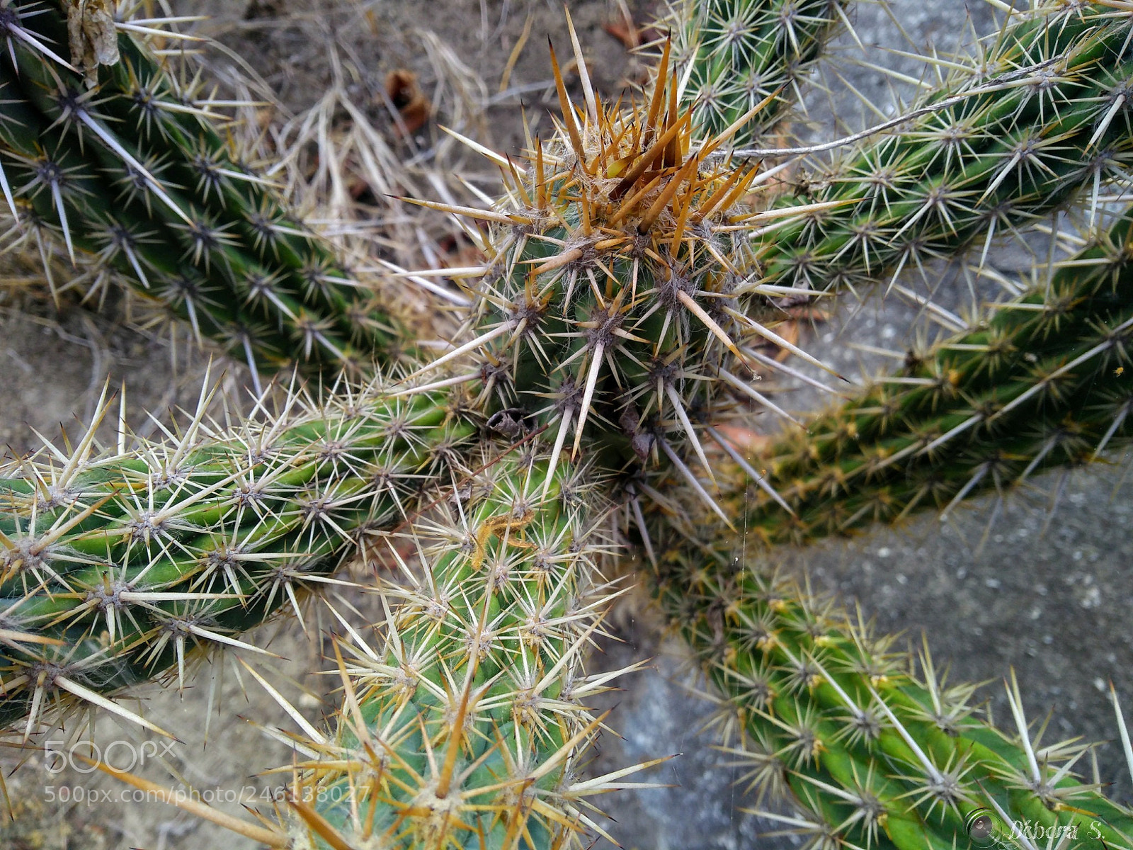 Motorola Moto G (5S) Plus sample photo. Untitled photography