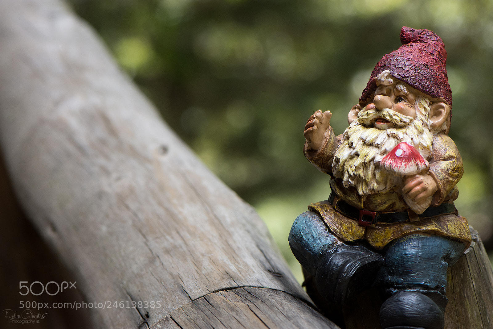 Nikon D7200 sample photo. Gnome bushy photography