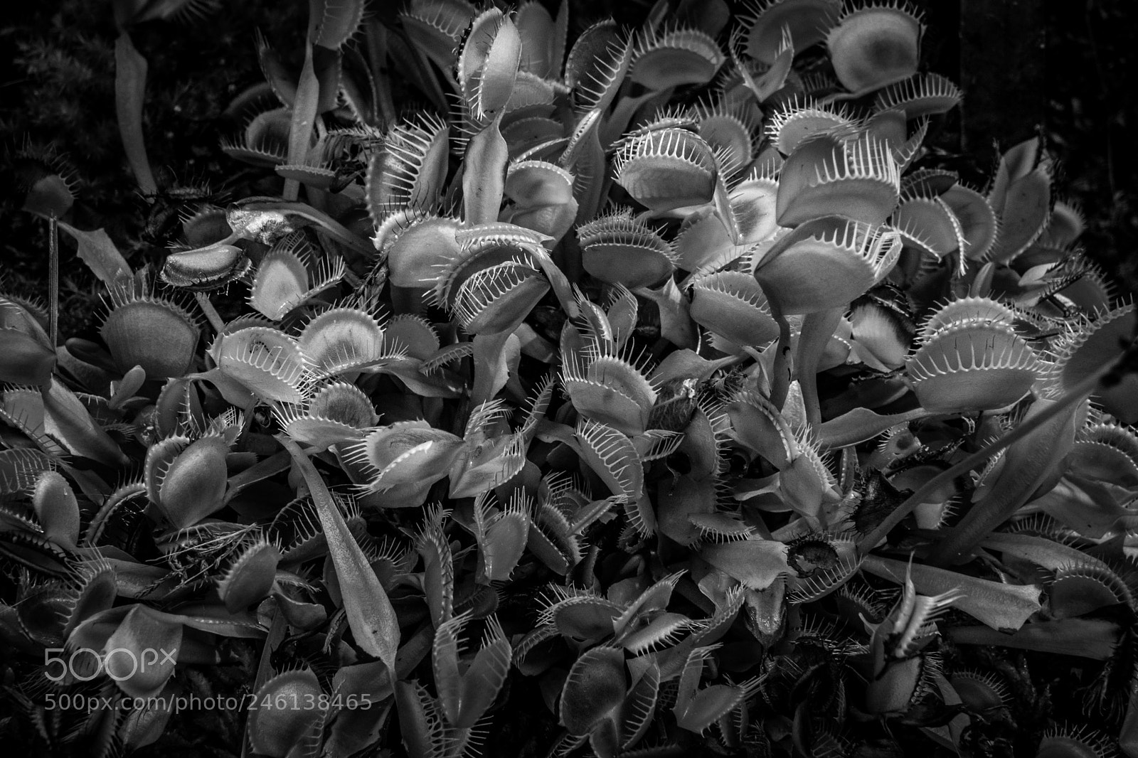 Sony a9 sample photo. Venus fly traps en photography