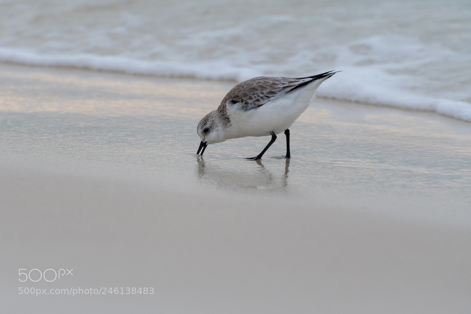 Nikon D500 sample photo. Sandpiper photography