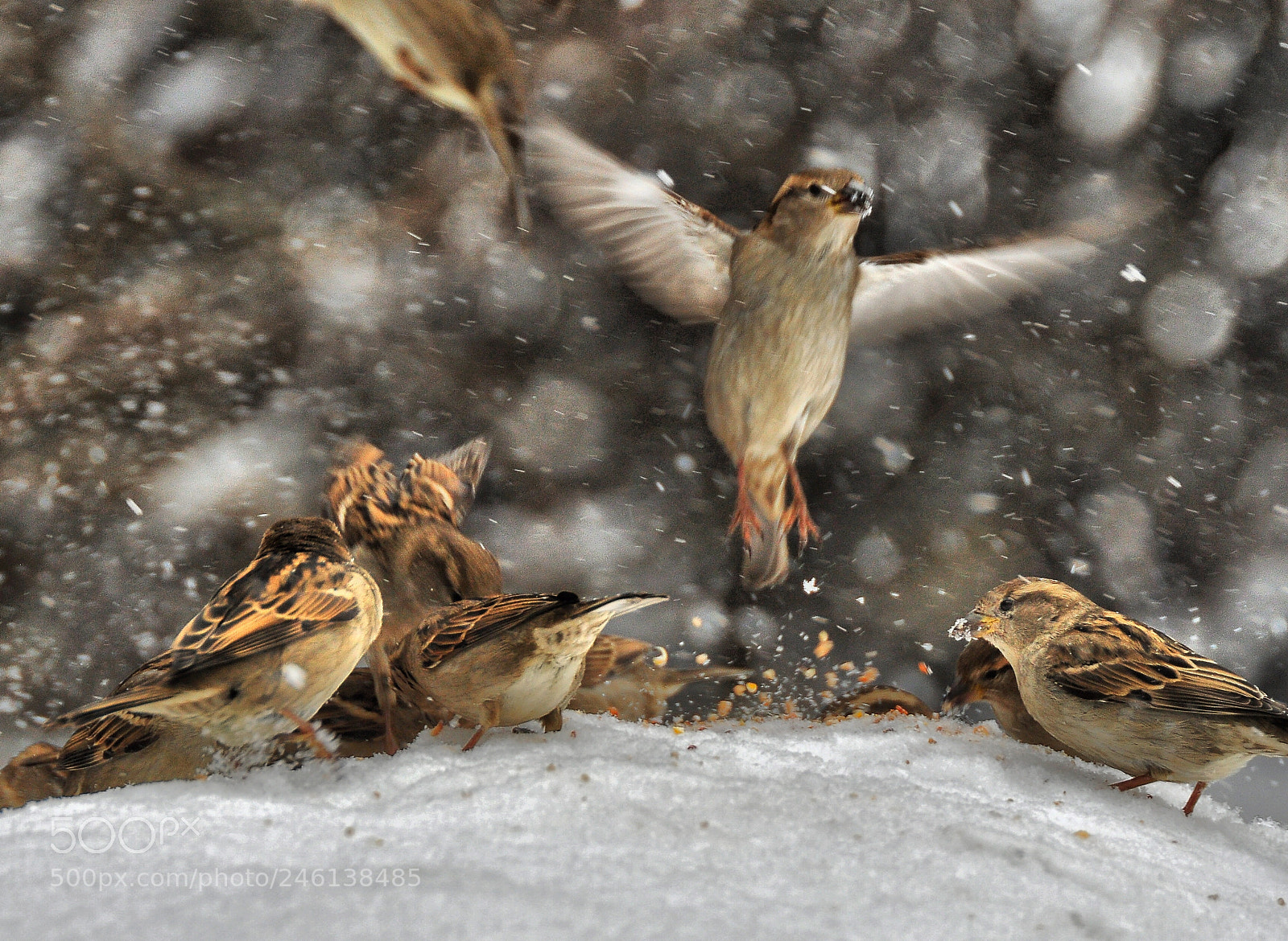 Nikon D90 sample photo. Sparrows photography