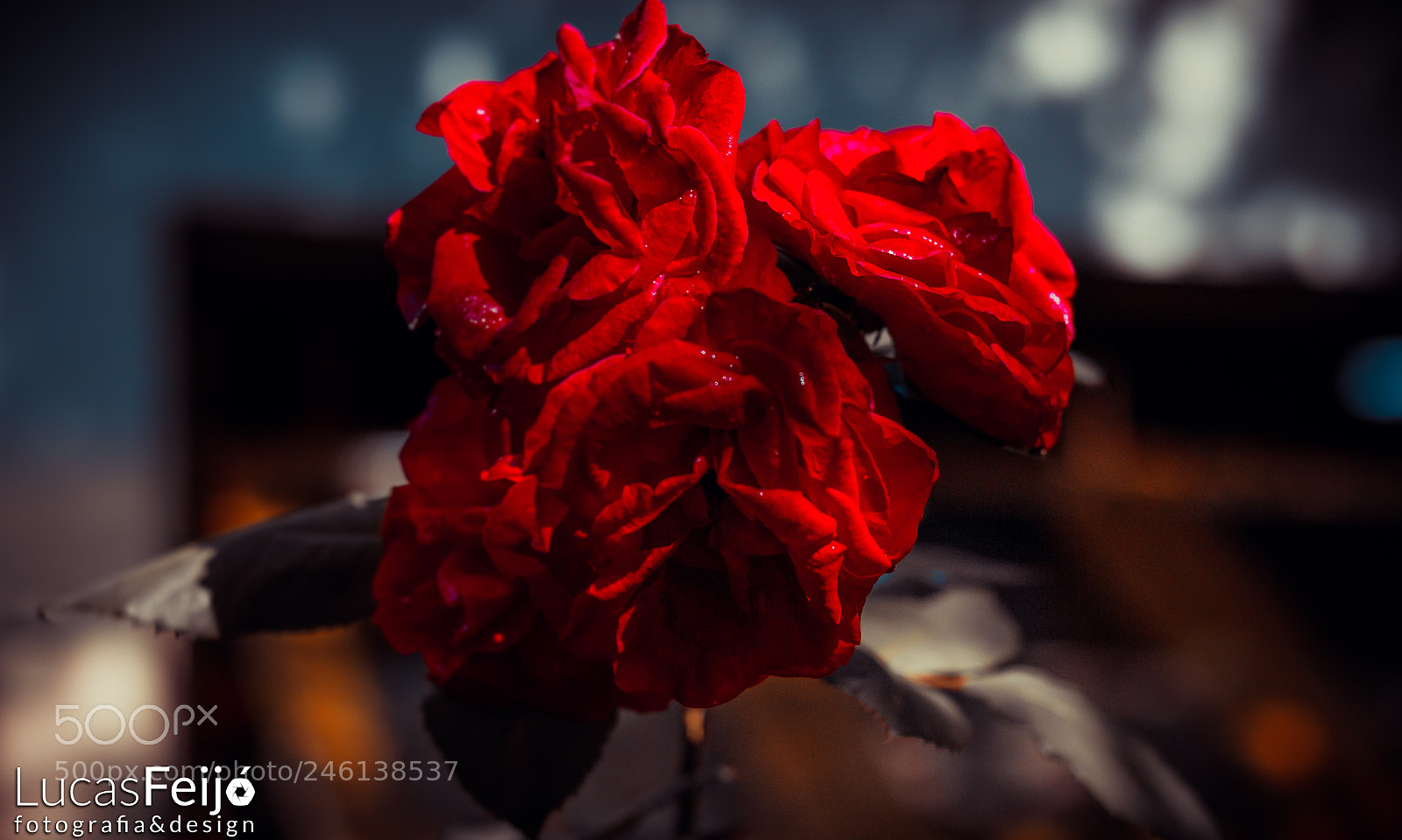 Canon EOS 600D (Rebel EOS T3i / EOS Kiss X5) sample photo. Rosa⚘ photography