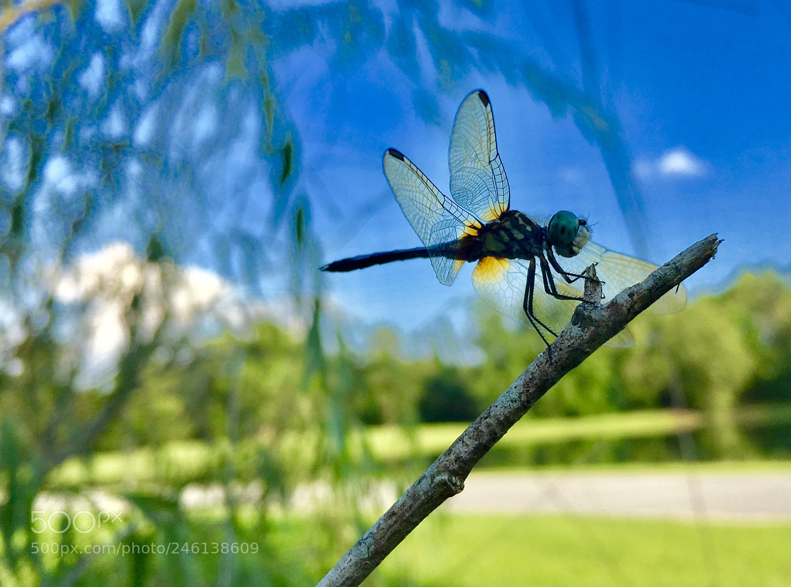 Apple iPhone 6s sample photo. Dragonfly photography