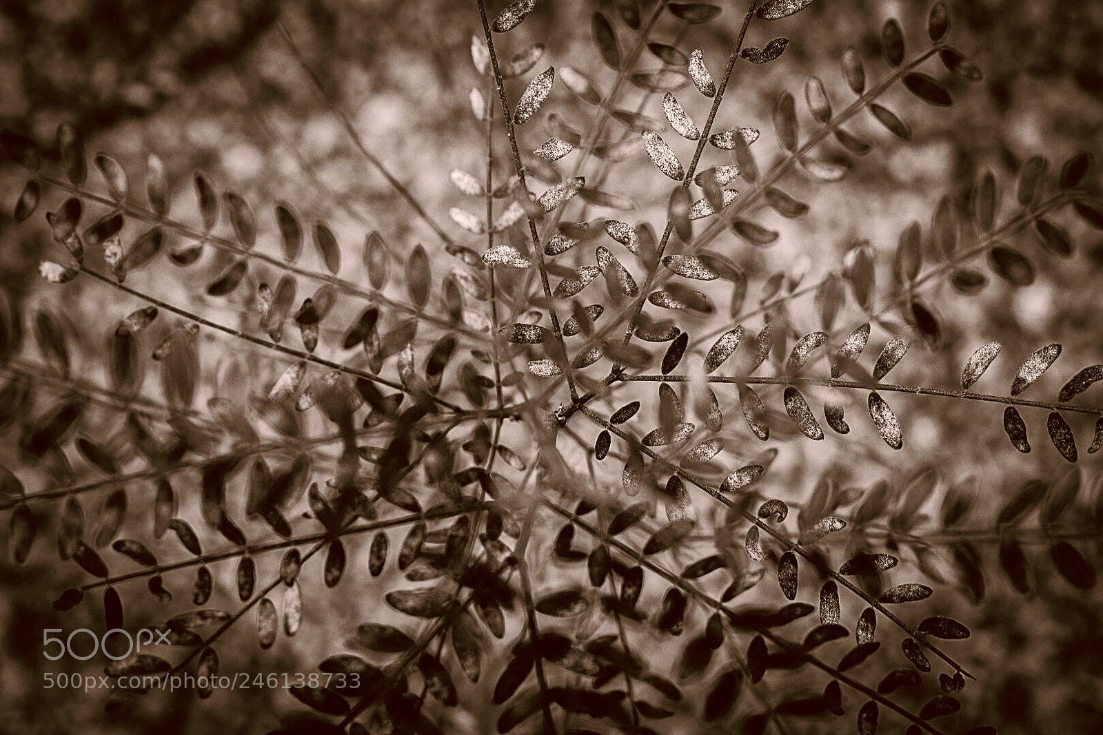 Nikon D3400 sample photo. Golden leaves photography
