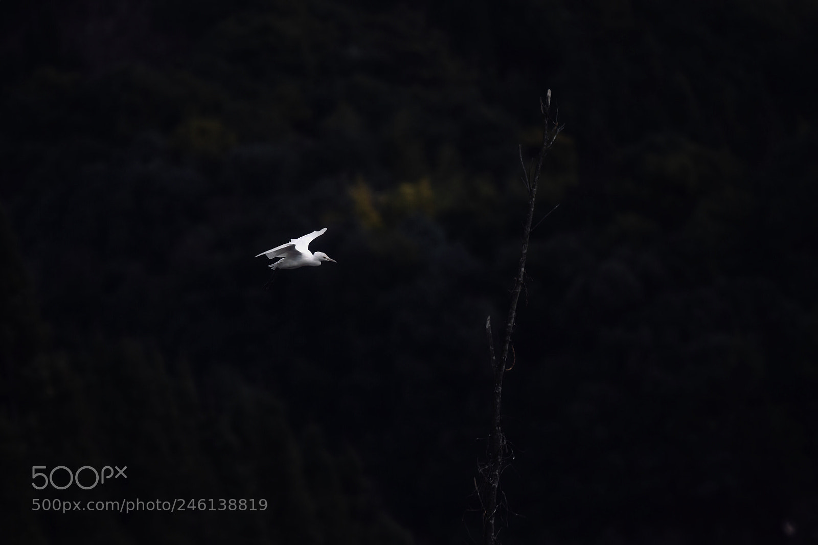 Nikon D7200 sample photo. Fly photography