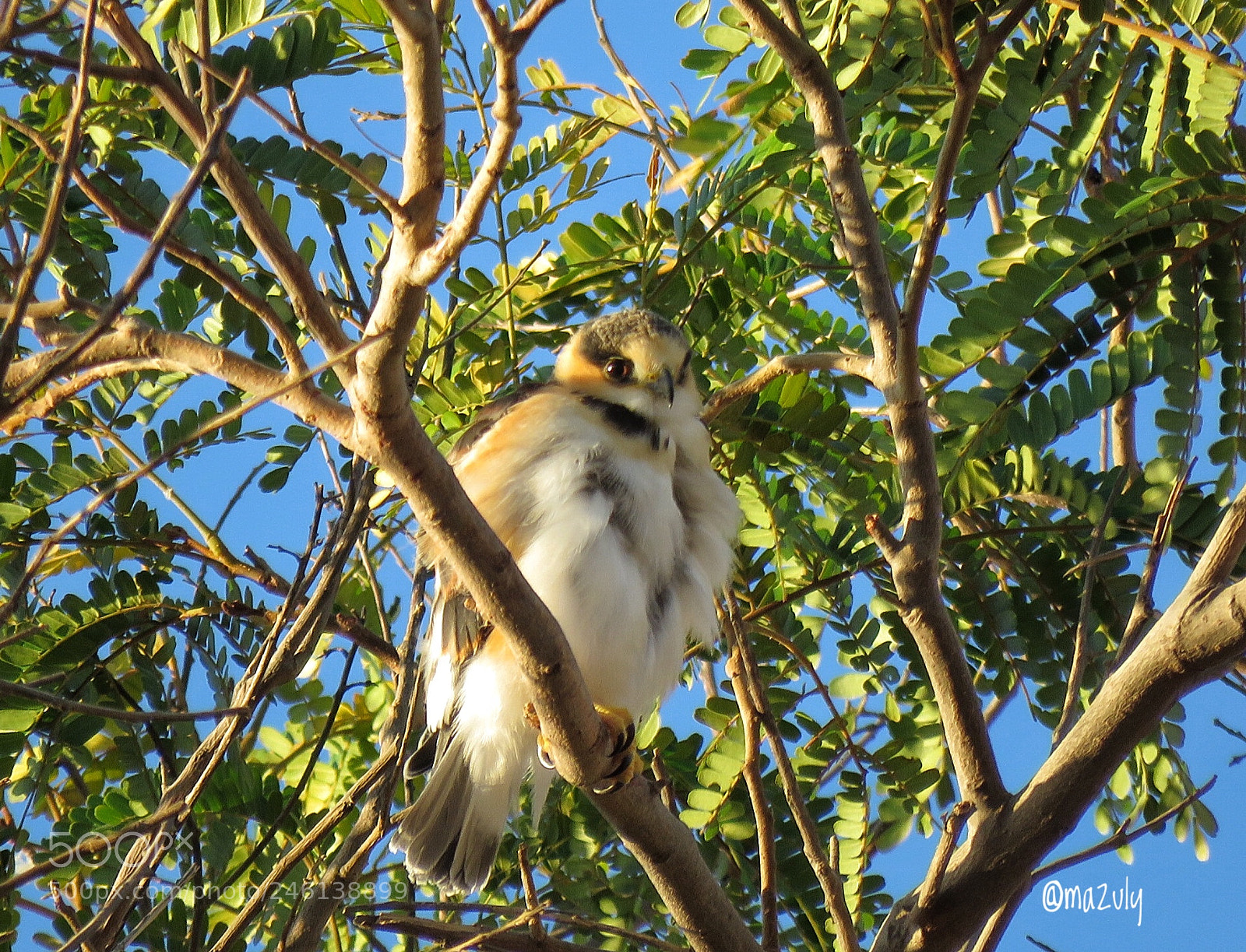 Canon PowerShot SX60 HS sample photo. Cernicula.  falco sparverius... photography