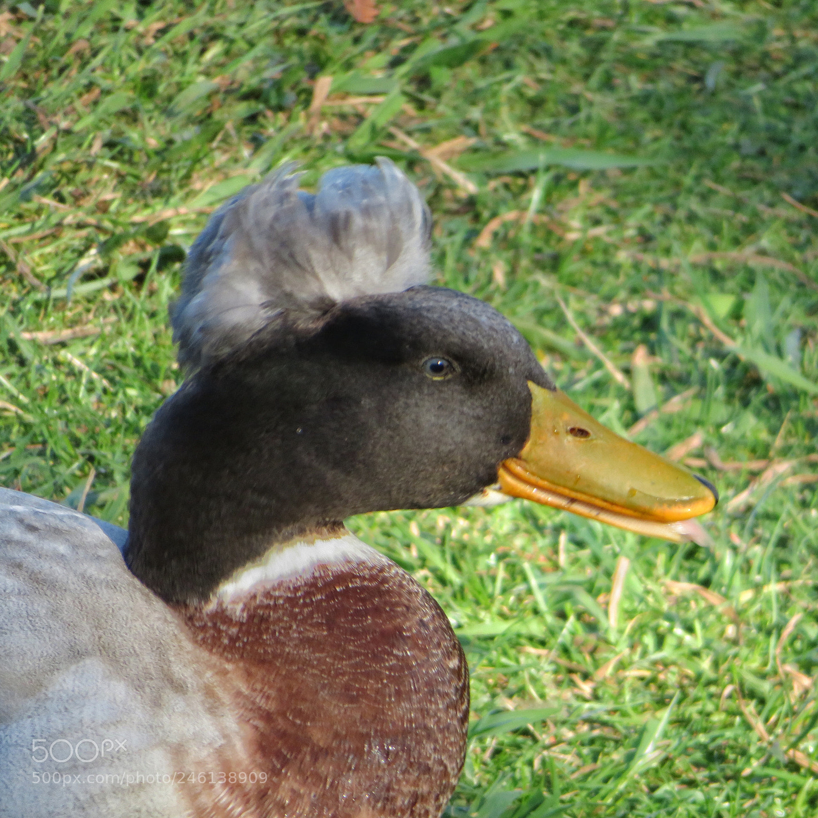 Canon PowerShot SX720 HS sample photo. Crested duck photography