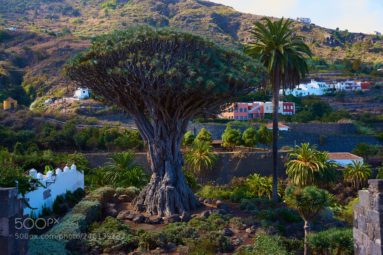 Sony Alpha DSLR-A900 sample photo. Canary islands photography