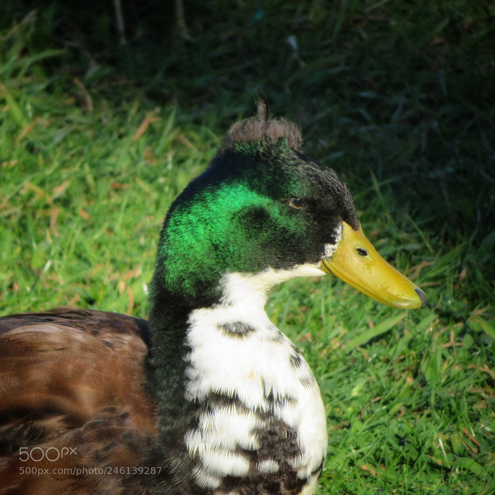 Canon PowerShot SX720 HS sample photo. Bad toupée photography