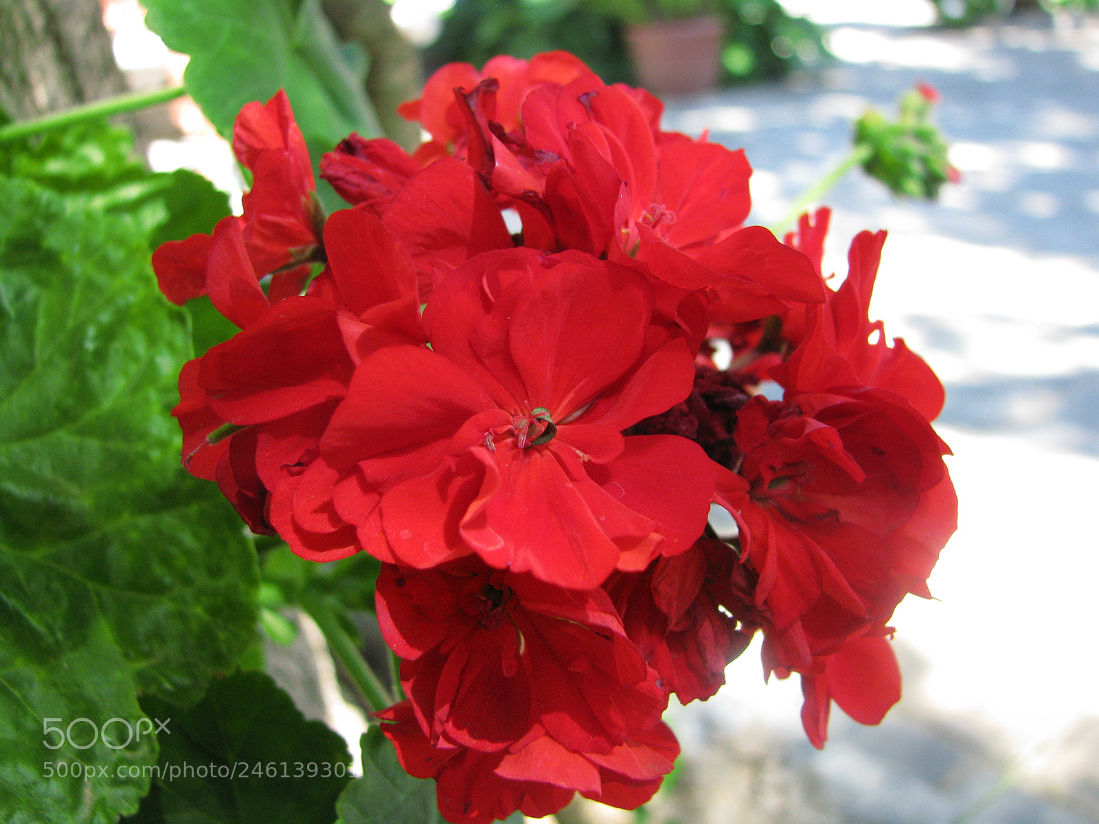 Canon POWERSHOT S5 IS sample photo. Geranium flower photography