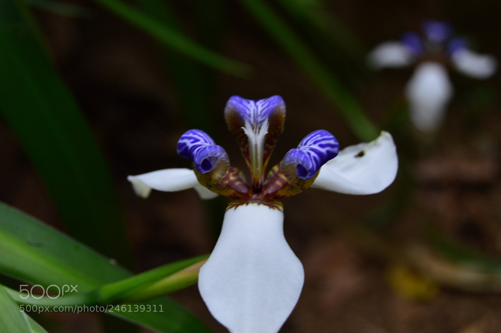 Nikon D3200 sample photo. Las bellas de la photography