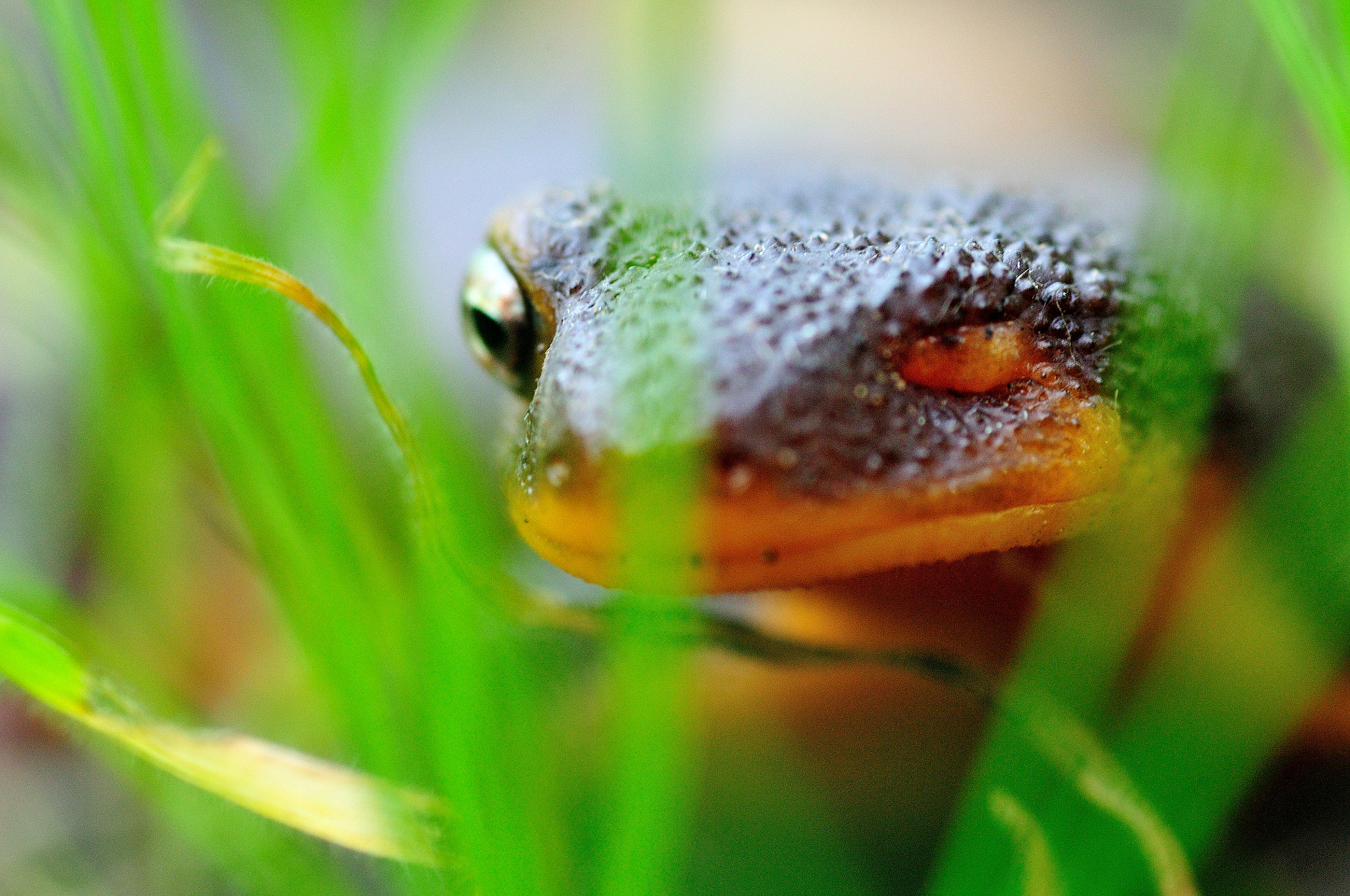 Nikon D300S sample photo. One-eyed newt photography