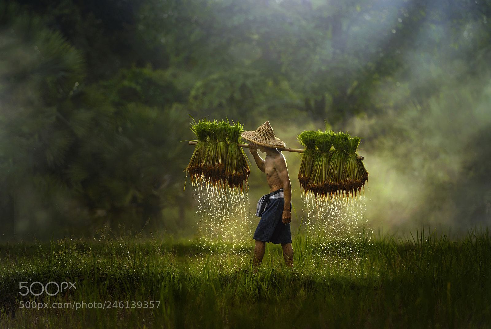 Nikon D4 sample photo. Farmer ,thailand photography