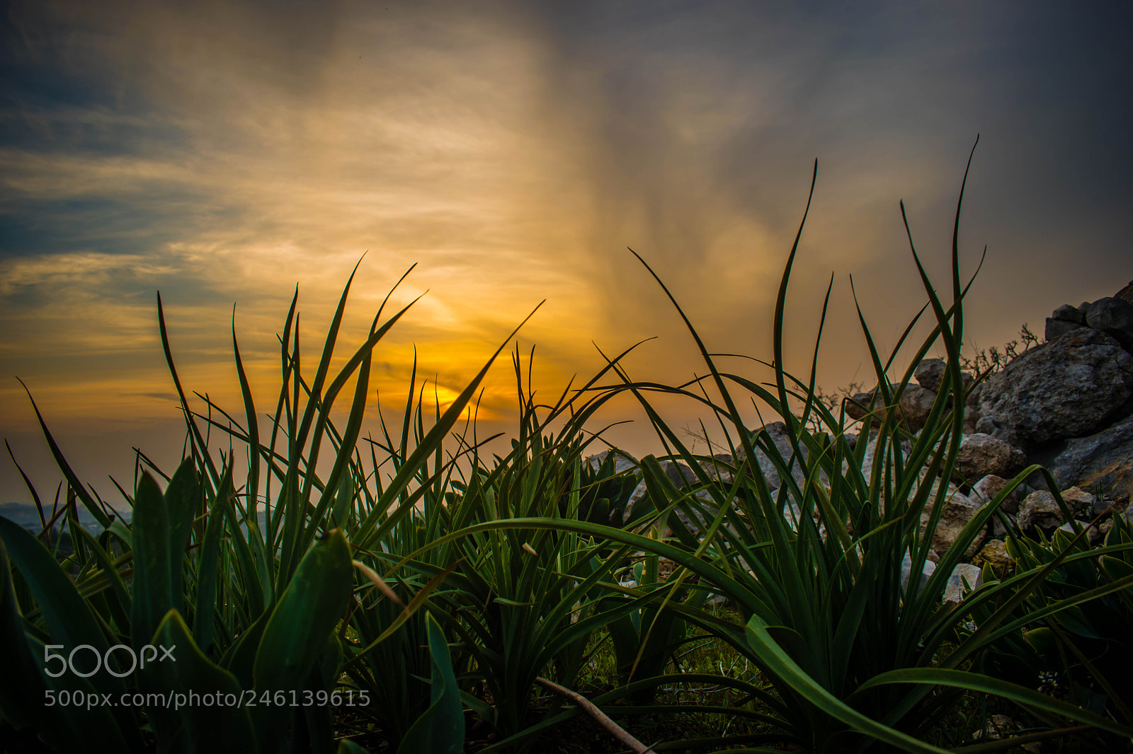 Nikon D5500 sample photo. Nature sunset photography