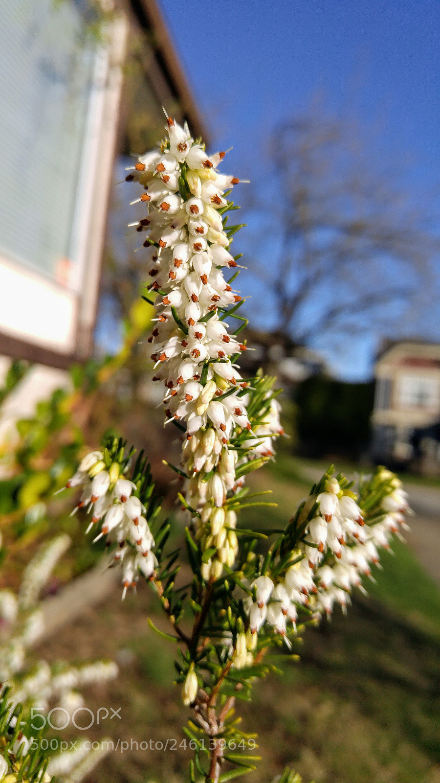 LG G4 sample photo. Tiny white flowers photography