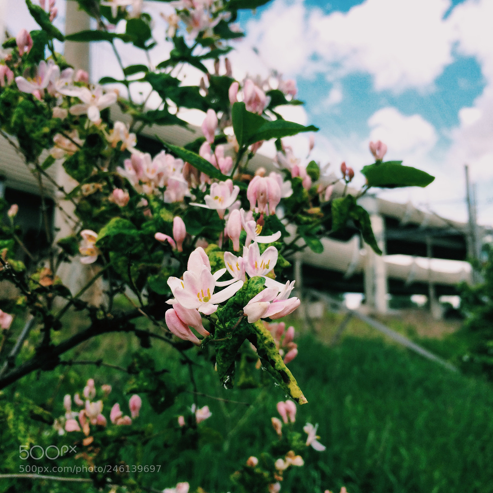 Apple iPhone 5s sample photo. Spring. photography