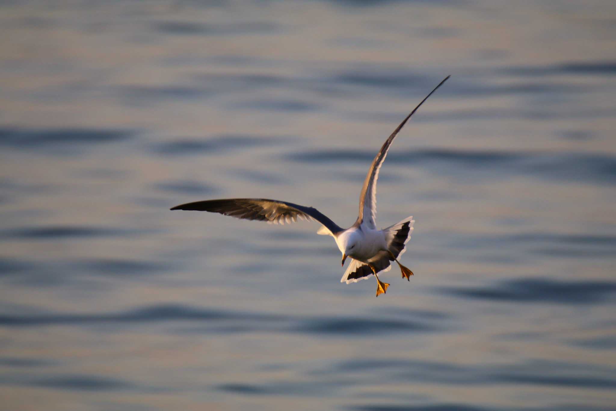 Canon EOS 80D sample photo. 海鸥的世界up hovering seagull photography