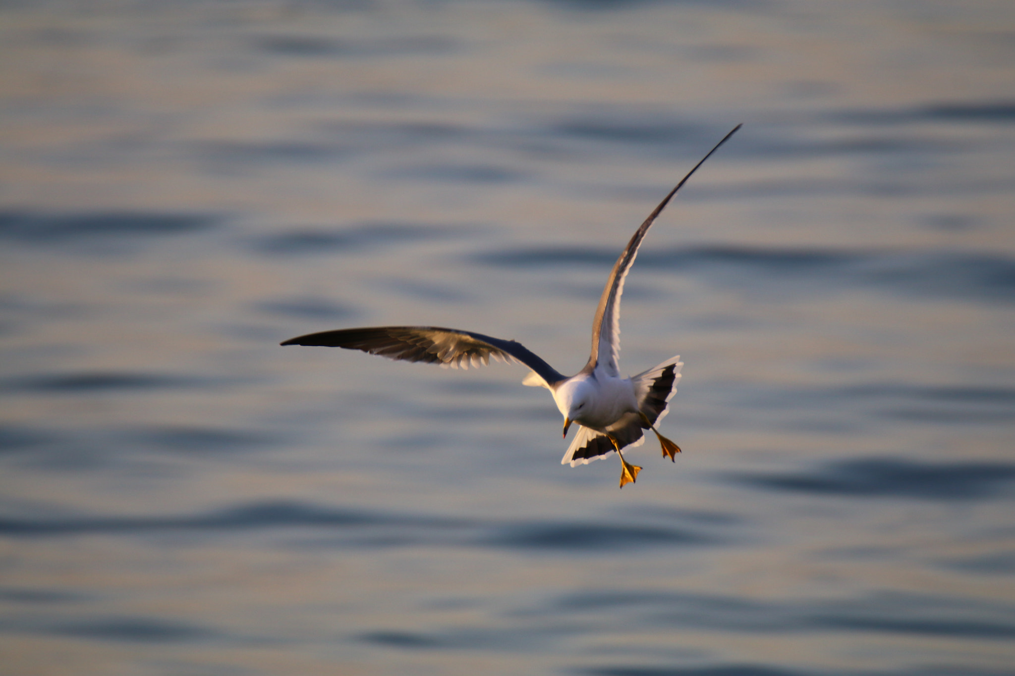 Tamron SP 150-600mm F5-6.3 Di VC USD sample photo. 海鸥的世界up hovering seagull photography