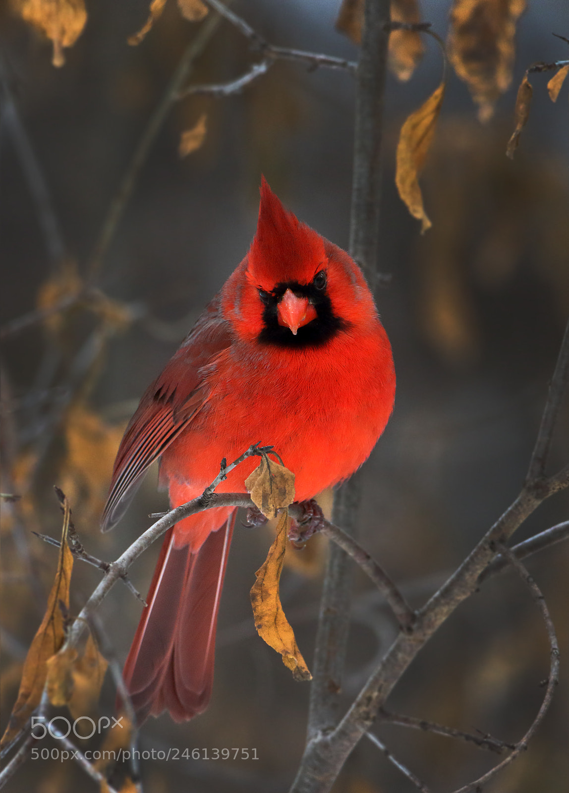 Canon EOS 7D Mark II sample photo. Seeing red photography