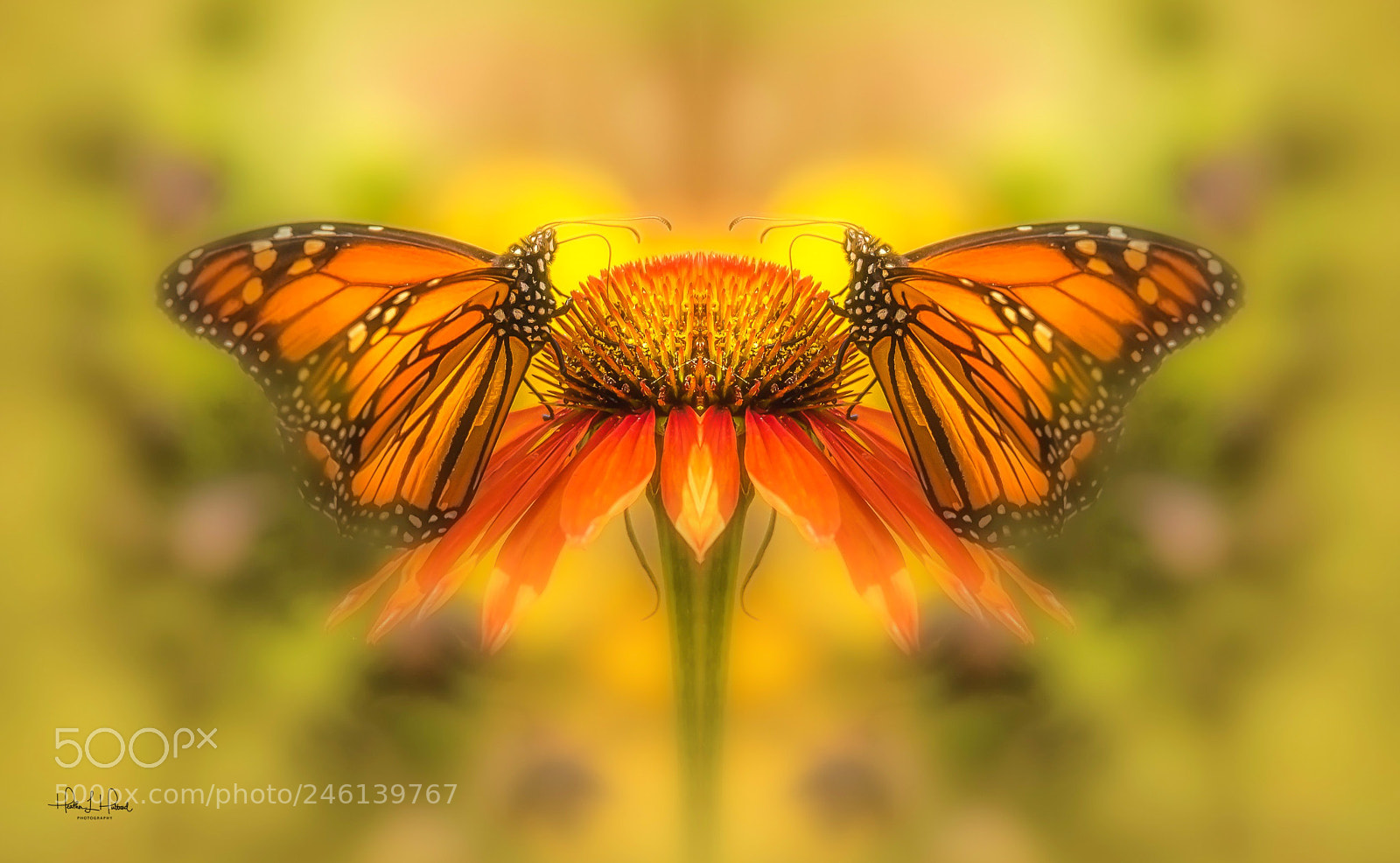 Nikon D810 sample photo. Double monarch photography