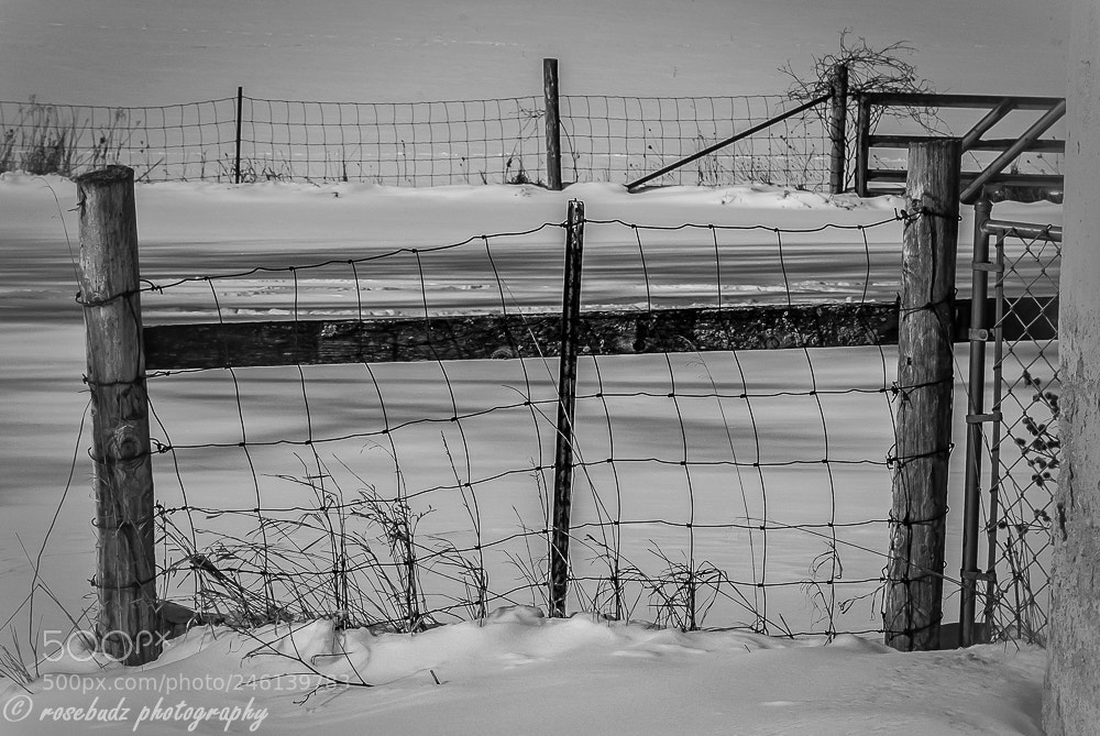 Nikon D60 sample photo. Winter day i photography