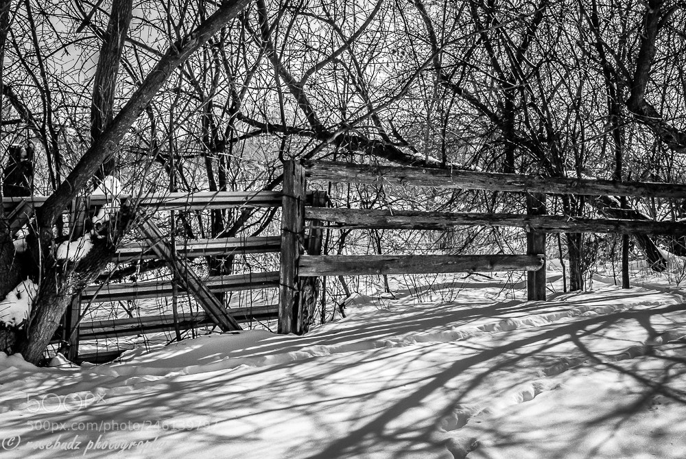 Nikon D60 sample photo. Winter day iv photography