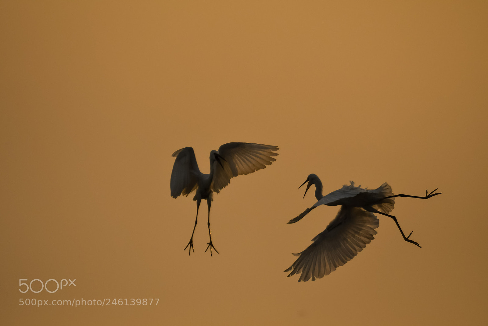 Nikon D500 sample photo. Egret territorial fight. photography