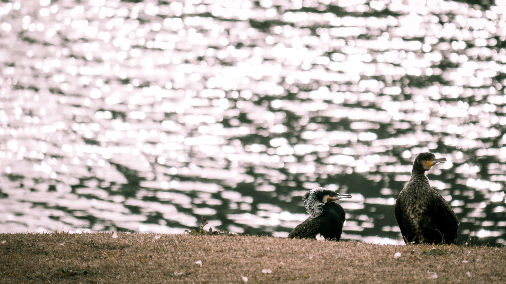 Panasonic DMC-G8 sample photo. Cormorant & canal photography