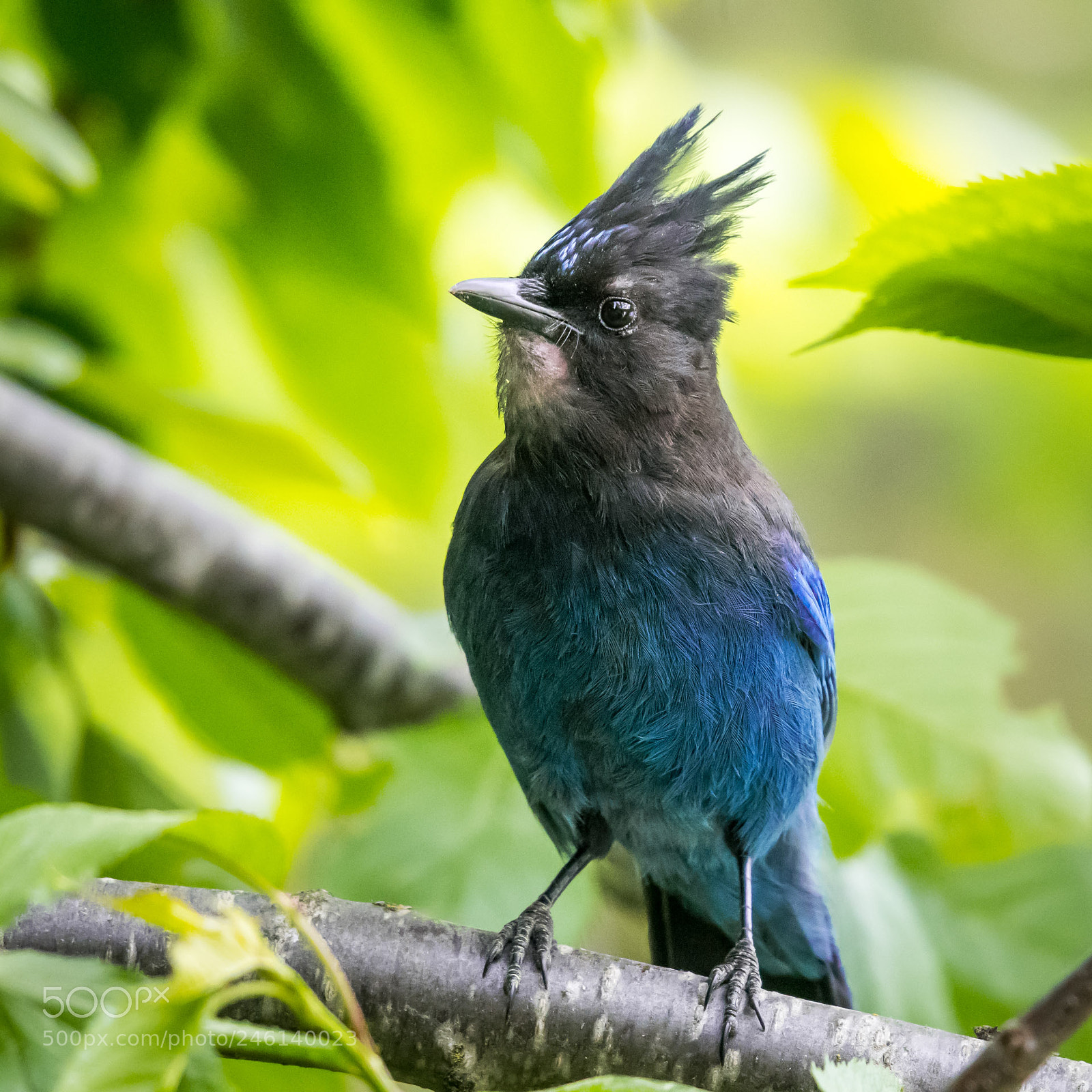 Nikon D500 sample photo. Steller's jay photography