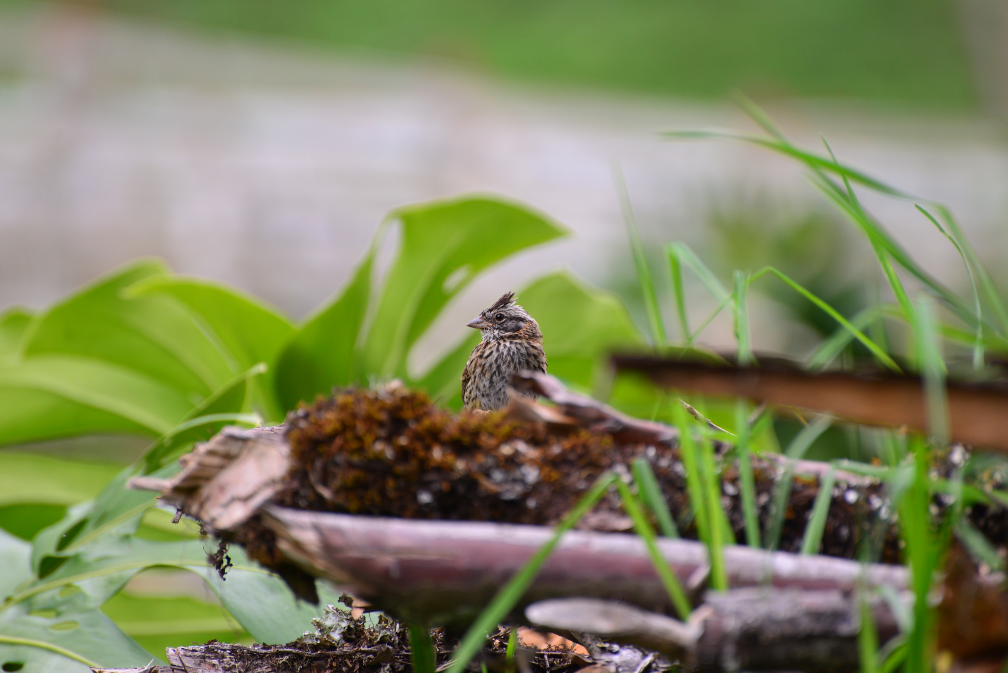 Nikon D610 sample photo. Untitled photography
