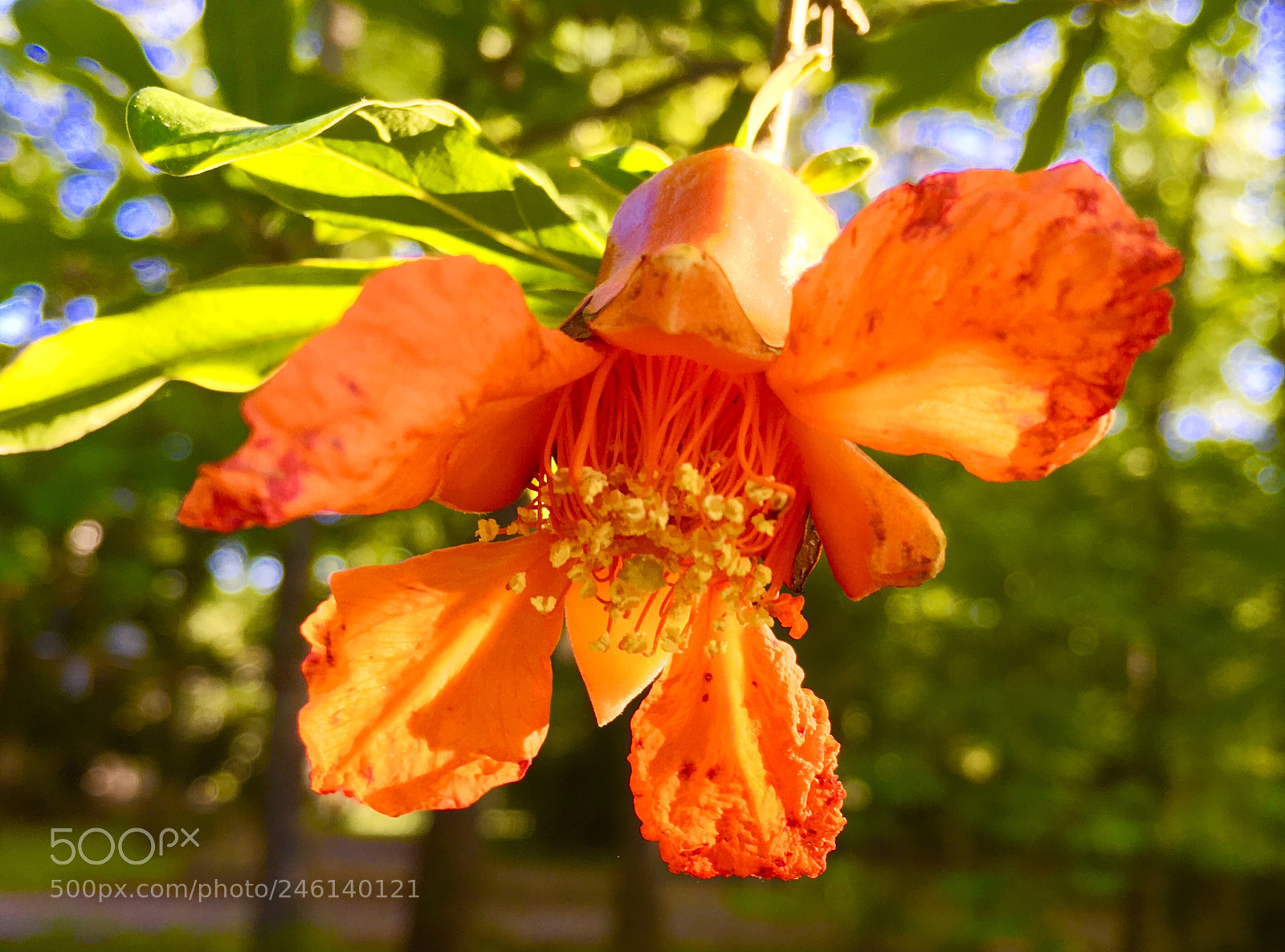 Apple iPhone 6s sample photo. Pomegranate flower photography
