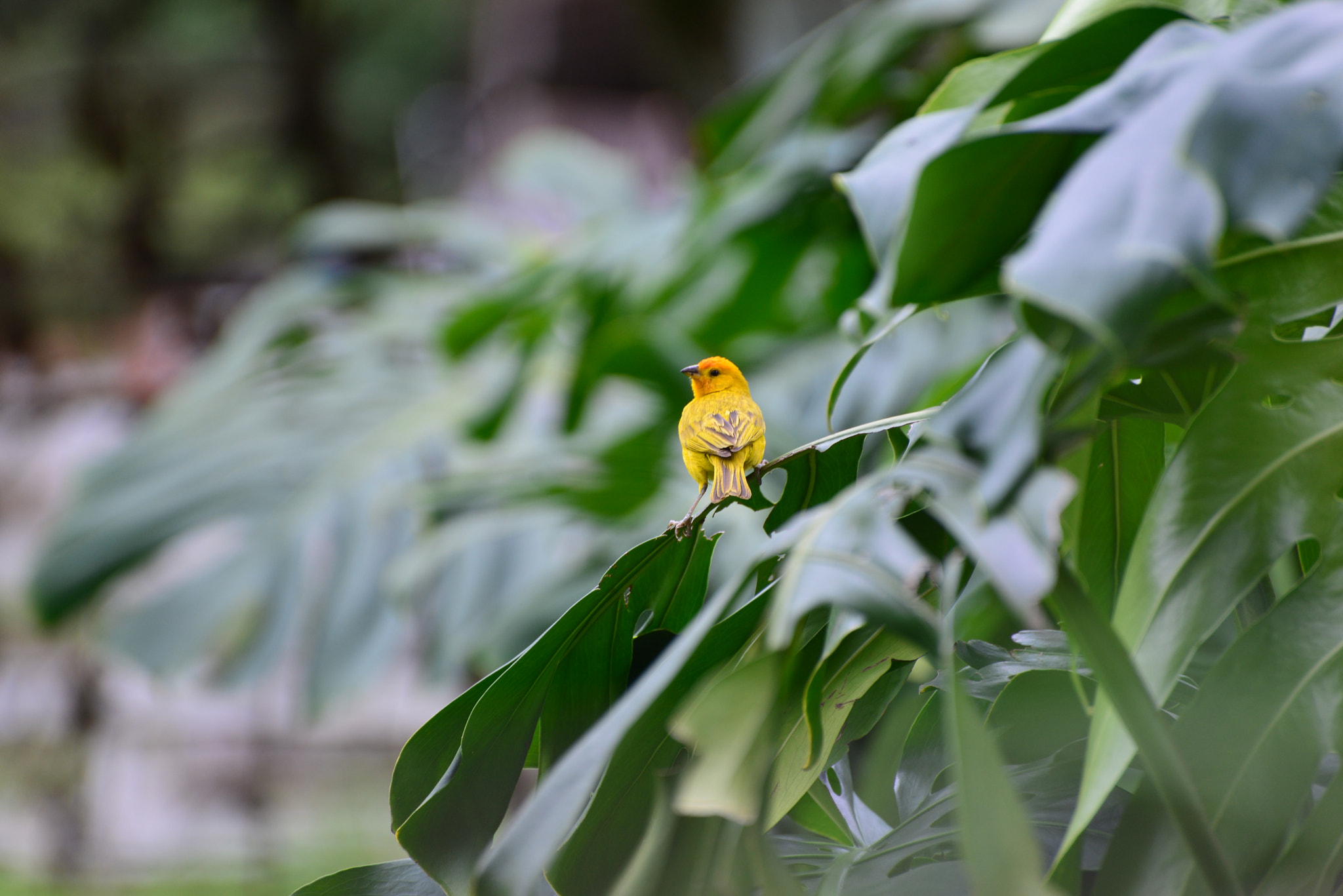 Nikon D610 sample photo