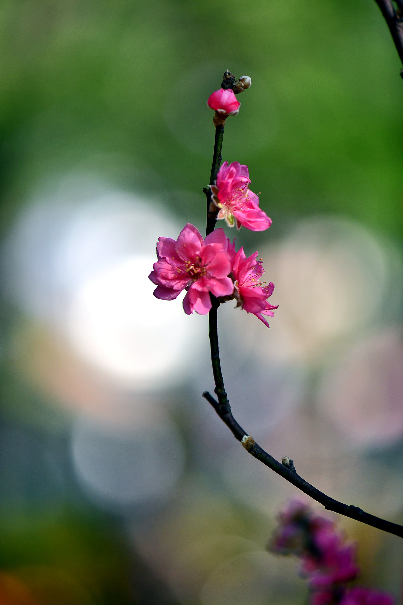 Nikon AF-S Micro-Nikkor 105mm F2.8G IF-ED VR sample photo. N photography