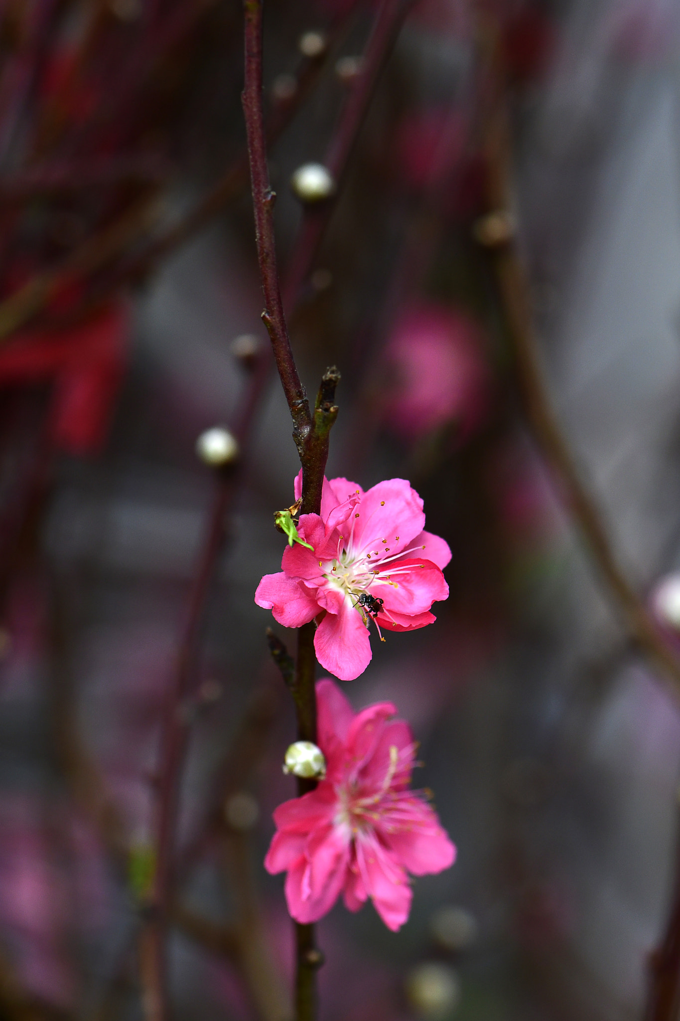 Nikon AF-S Micro-Nikkor 105mm F2.8G IF-ED VR sample photo. N n photography