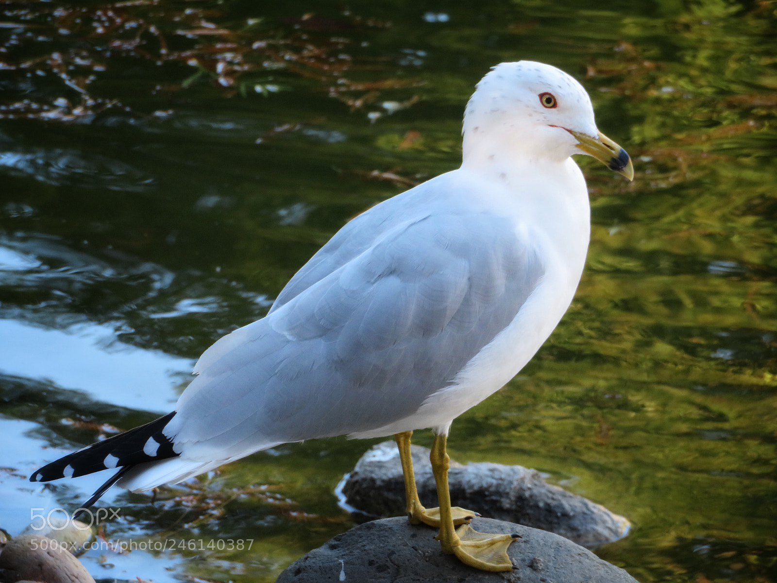 Canon PowerShot SX720 HS sample photo. Ring-billed gull photography
