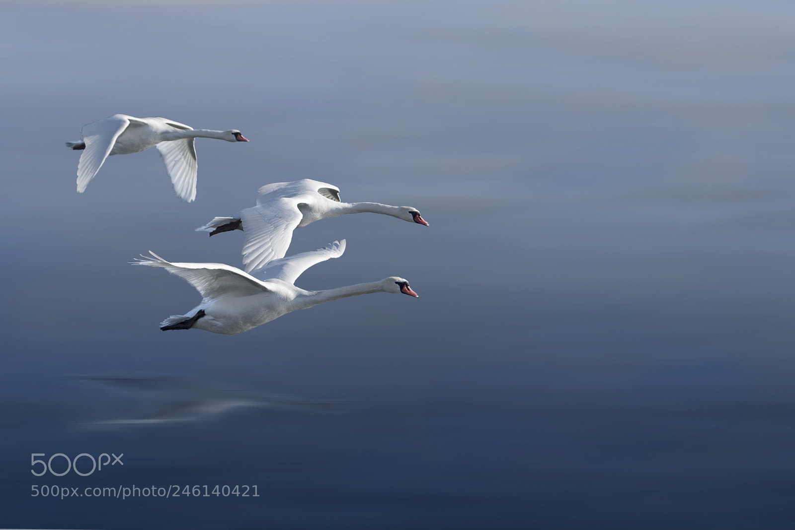 Nikon D810 sample photo. Swan lake photography