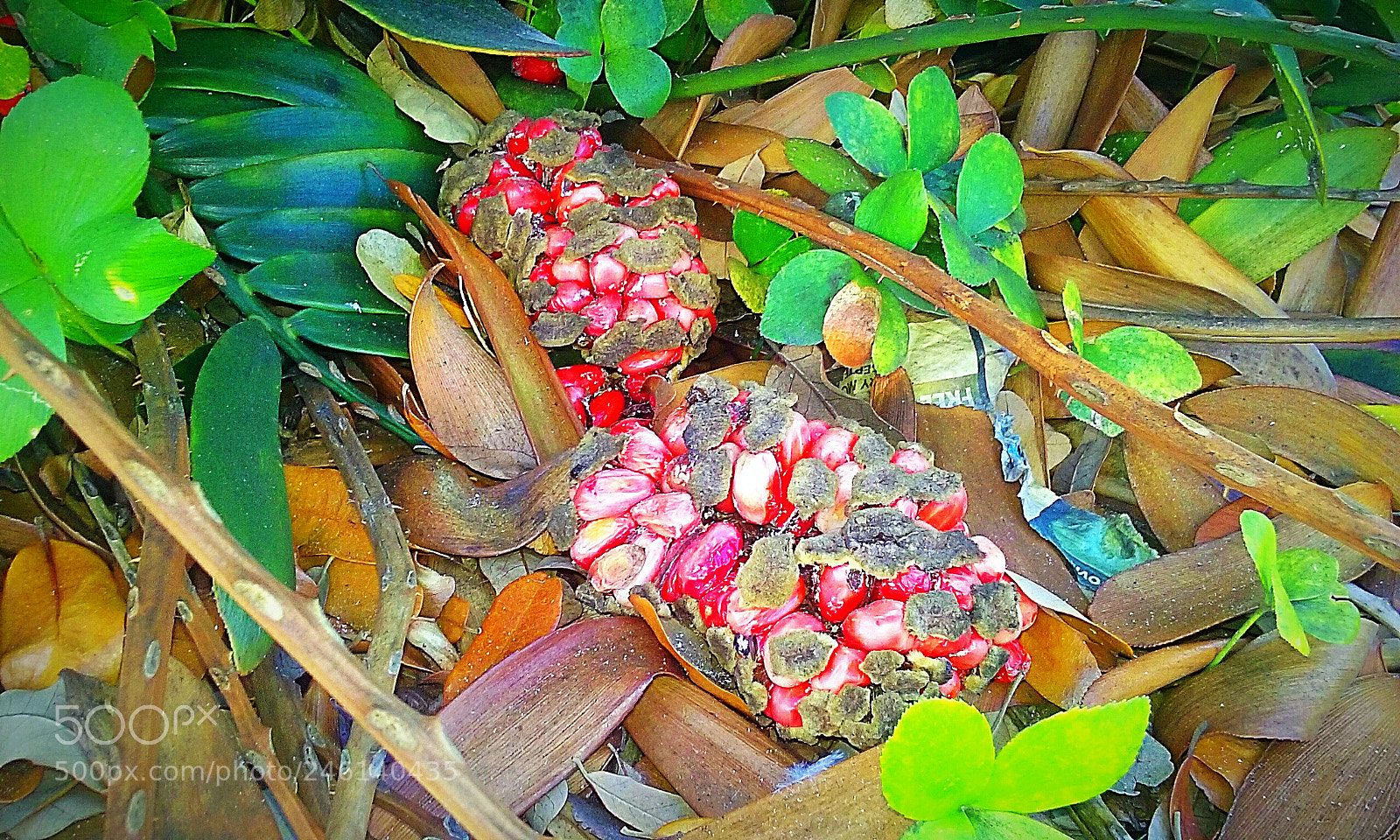 Samsung Galaxy Core Prime sample photo. Zamia cardboard palm photography