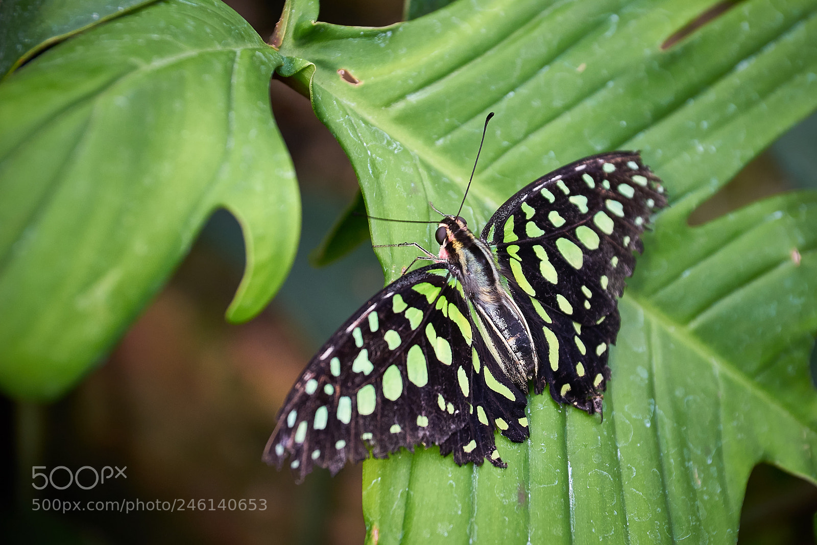 Sony a7 II sample photo. * green on green * photography