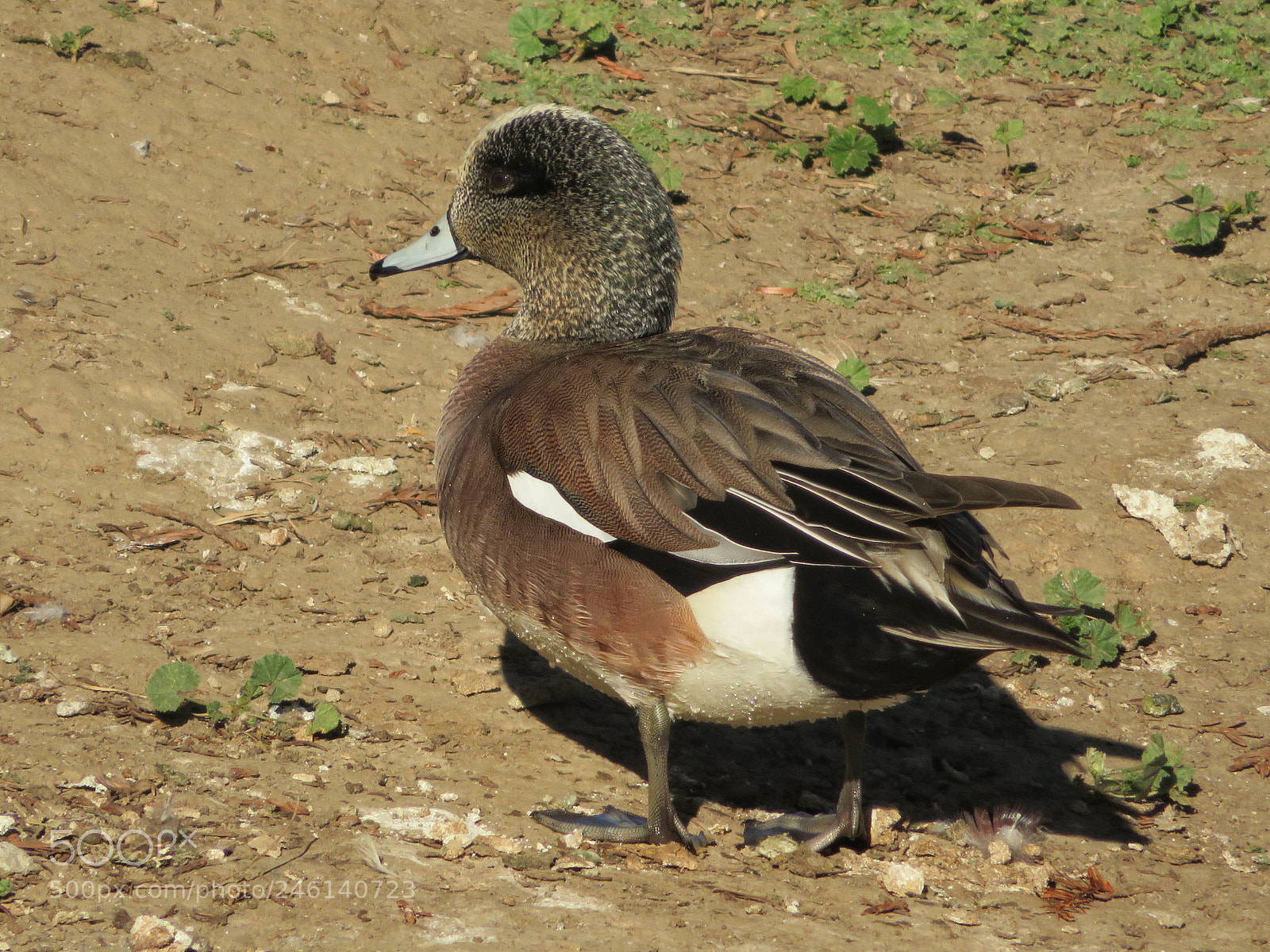 Canon PowerShot SX720 HS sample photo. American widgeon photography